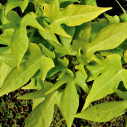 Ipomoea Sweet Potato Vine, Sweet Caroline Light Green