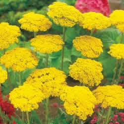 Achillea Yarrow, Parkers Yellow