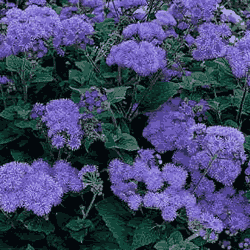 Ageratum, Hawaii Royal