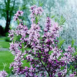 Almond, Dwarf Russian