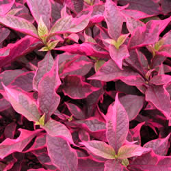 Alternanthera, Brazilian Red Hots