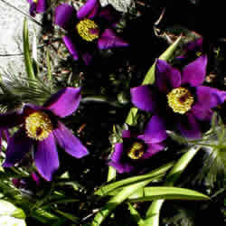 Anemone, Pulsatila Pagageno Purple