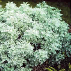 Artemisia, Powis Castle