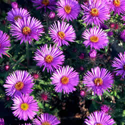 Aster, Purple Dome
