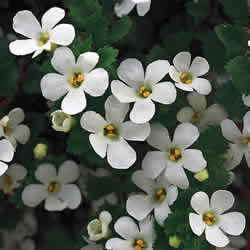 Bacopa, Abunda White