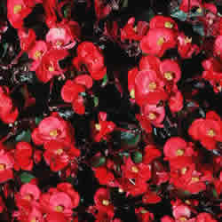 Begonia Fibrous, Cocktail mix (Bronze Leaf)