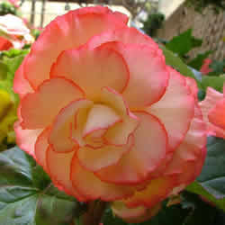 Begonia, Apricot