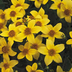 Bidens, Solare Yellow