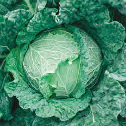 Cabbage, Late Savoy King