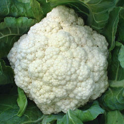 Cauliflower, Snow Crown