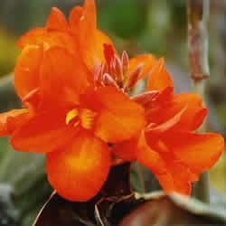 Canna Lilly, Wyoming Orange