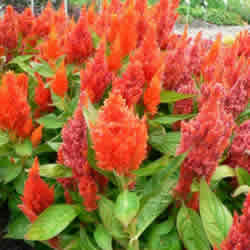 Celosia, Freshlook Orange