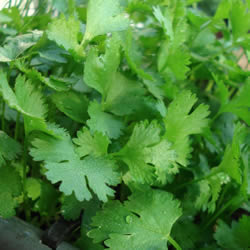 Cilantro