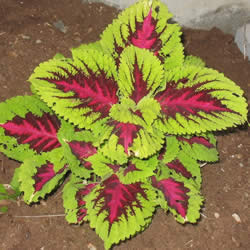 Coleus, Kong Rose