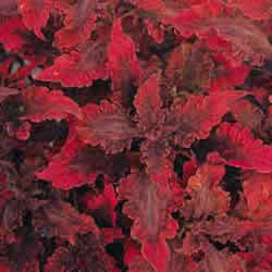 Coleus, Molten Lava