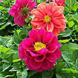 Dahlia, Figero Mix