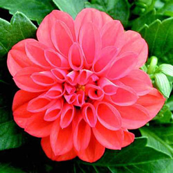 Dahlia, Pink