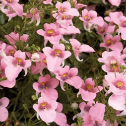 Diascia, Genta Pink