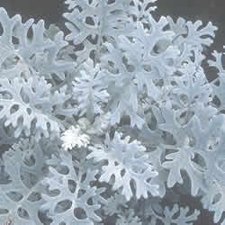 Dusty Miller, Silver Dust