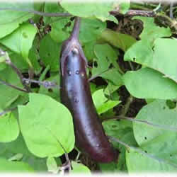 Egg Plant, Ichiban Japanese