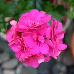 Geranium Ivy Leaf, Pink