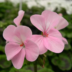 Geranium Seed, Orbit Light Salmon