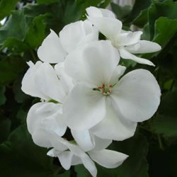 Geranium,  White
