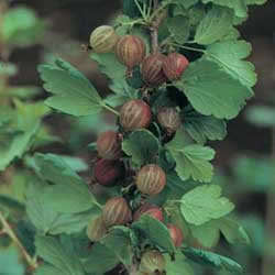 Gooseberry, Pixwell
