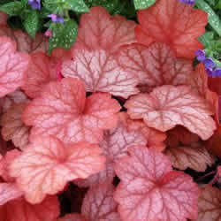 Heuchera Coral Bells, Dolce Peach Melba