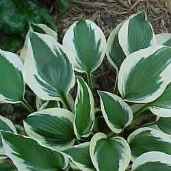 Hosta