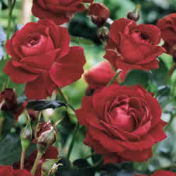 Rose Orange. Hot Cocoa