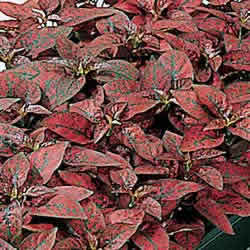 Hypoestes, Red Splash Select