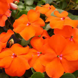 Impatiens, Super Elfin Orange