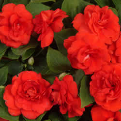 Impatiens Double, Red