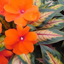 Impatiens New Guinea,  Orange Excitement