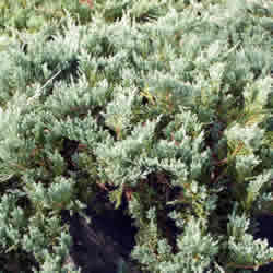 Juniper, Blue Chip
