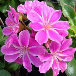Lewisia, Purple