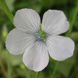 Linum Flax,  Dwarf White