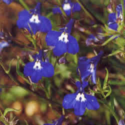 Lobelia, Crystal Palace