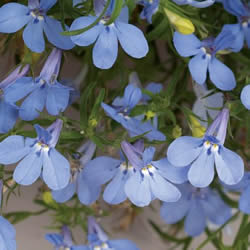 Lobelia, Annabel Sky Blue