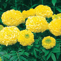 Marigold, Inca II Yellow