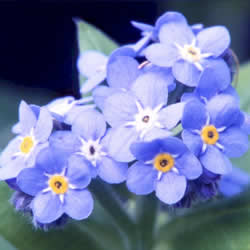 Myosotis, Bluesylva