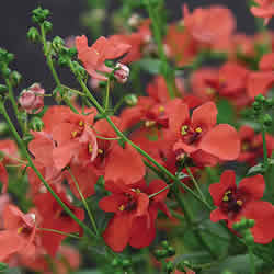 Nemesia, Nemesis Orange Fancy