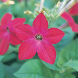 Nicotiana, Red