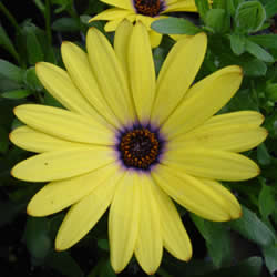 Sunscape Daisy,  Summertime Yellow