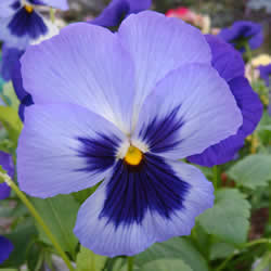 Pansy, Matrix Blue Frost