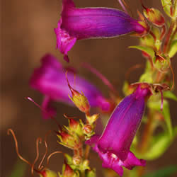 Penstemon, Phoenix Magenta