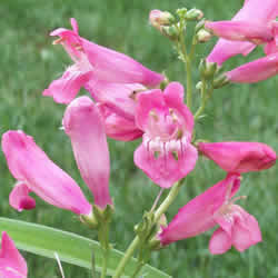 Penstemon, Phoenix Pink