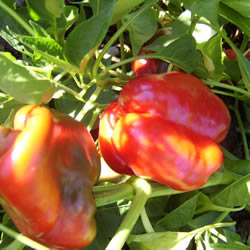 Pepper Heirloom, King of North Bell