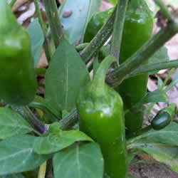 Pepper Hot, Jalapeno M